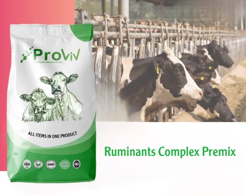 Ruminants